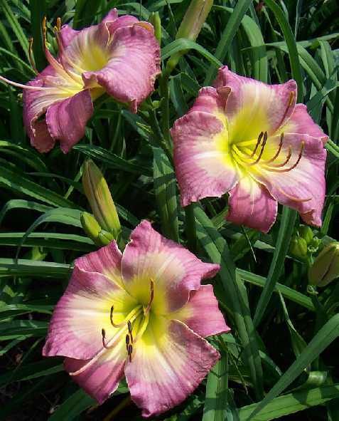 Blue Ridge Butterfly DF B2C Selman 2006 DAYLILY