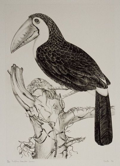 Jack Coutu Sulphur Breasted Toucan Signed Art Etching