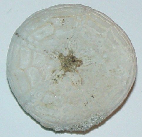 This is Nice PERFECT Cretaceous Echinoid ( Hardouinia bassleri