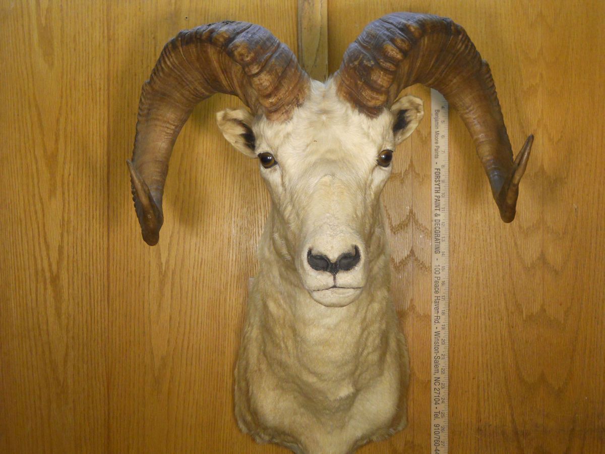  Alaskan Dall Sheep Mount