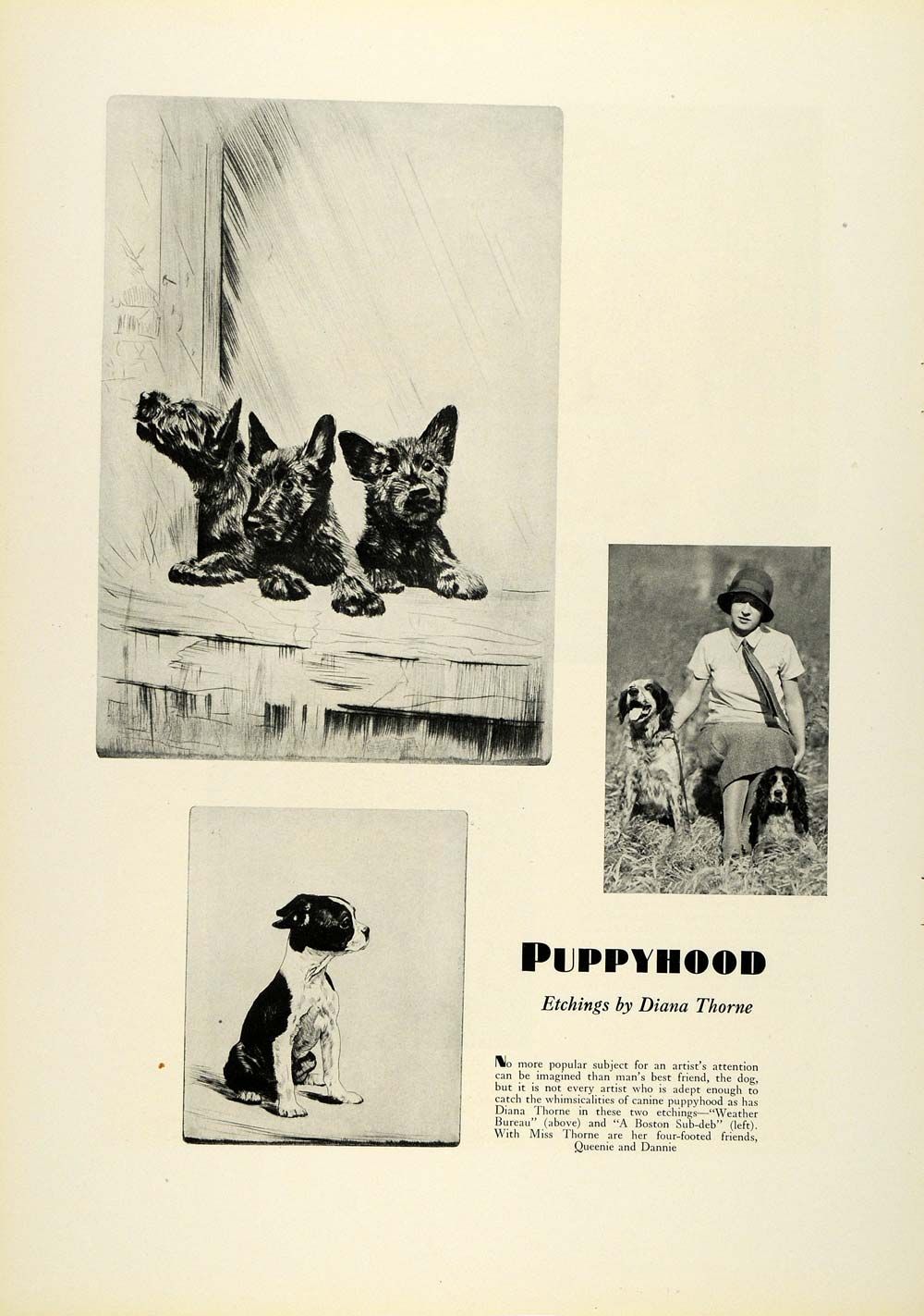 1931 Print Diana Thorne Etchings Boston Terrier English Springer
