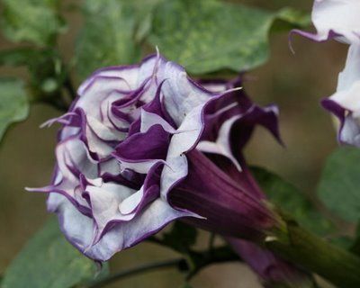 Datura Metel Double Purple Devil’s Trumpets Seeds 15 Ct