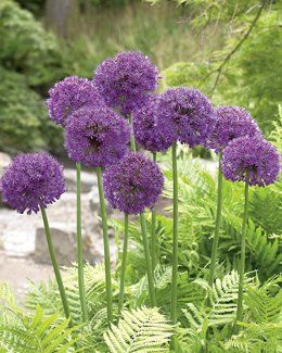 INTERESTING FACTS Allium tends to be resistant to deer, chipmunks