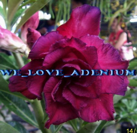 Adenium Obesum Desert Rose Queen Rose 50 Seeds Fresh RARE