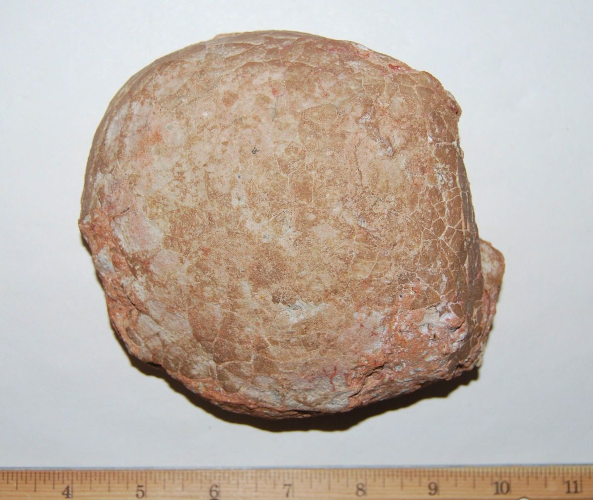 Hadrosaur Dinosaur Egg Hadrosaurus Fossil RARE Tan Shell