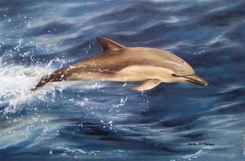 DOLPHIN SARAH STRIBBLING Original Oil Painting