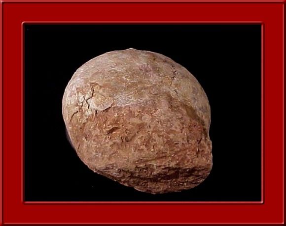  Upper Museum Quality Hadrosaur Dinosaur Egg Fossil O