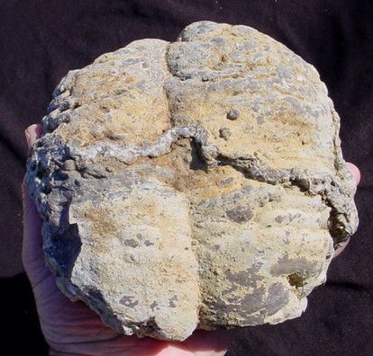 Large Dugway Geode Half The Rockpile