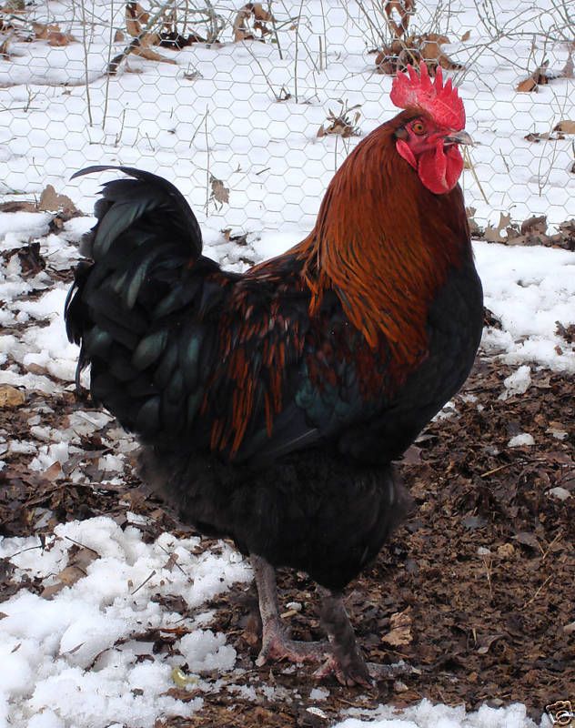 10 2 French Black Copper Marans Hatching Eggs NPIP