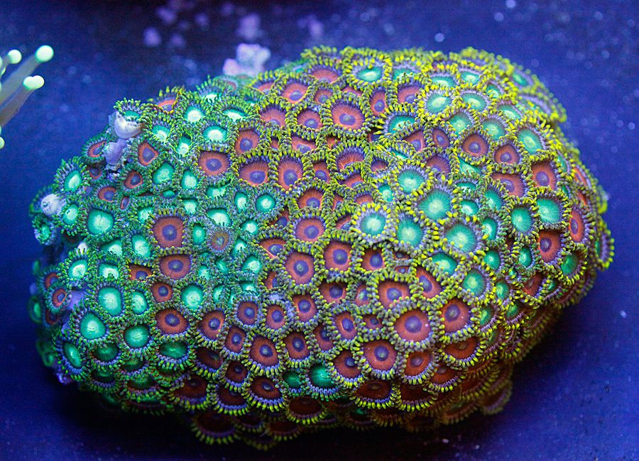 WYSIWYG ULTRA yellow skirt eagle eye zoanthid rock zoo zoa, live coral