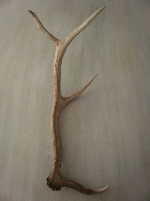 NICE 4 POINT ELK SHED CABIN HOME DESIGN LAMP ANTLER DECOR ART CARVING