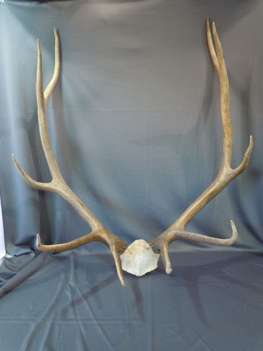 Taxidermy 10 Point ELK Deer Antlers w Partial Skull Mount Lodge Cabin