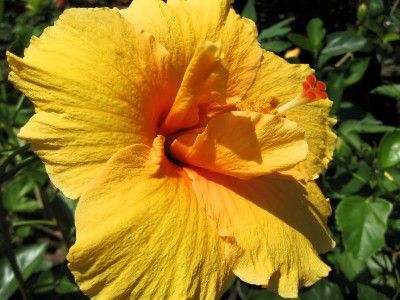  Plant Tropical Joann Large Golden Orange Single Crested Flowers