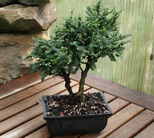 Three Hokkaido Elm Trees Bonsai Starters