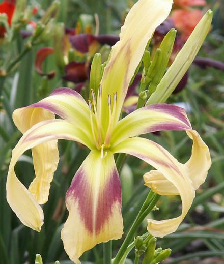 plants shipping daylily abbreviations xxxxx hybridizer year