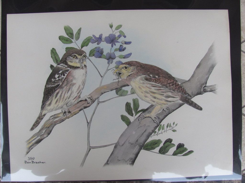  Brasher 380 Hand Colored Bird Print Ferr Pgymy Owl 380REX2 DSS