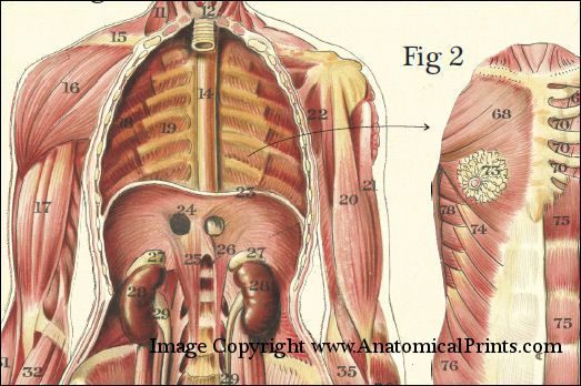 Female Muscles and Viscera Human Anatomy Laminated Poster Wall Chart