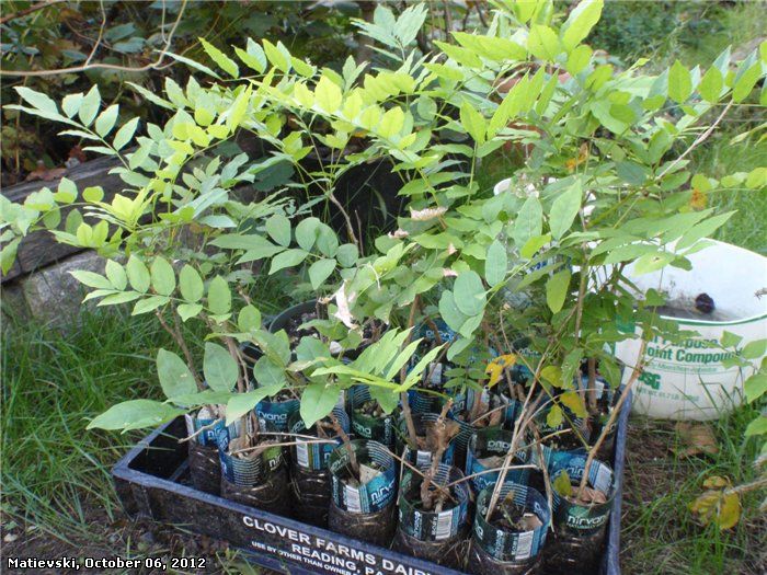 Blue Moon Wisteria Vine climber/shrub, fragnant, heat tolerant, cold