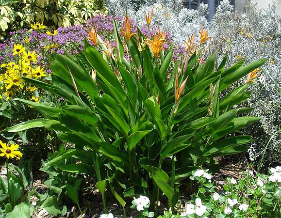  slow release fertilizer will keep the foliage green and the blooms