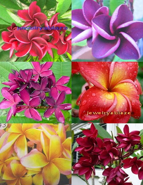 Plumeria Frangipani Flowers Plants Mixed 35 Seeds