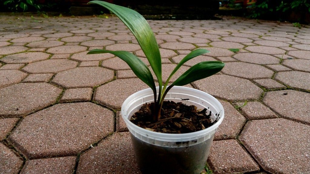 Chinese Clivia Plants Painted Face 2 Yrs Old