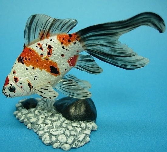  2009%20New%20Figure/Aquarium%20Fish%20in%20Colour%20I/Shubunkin 1