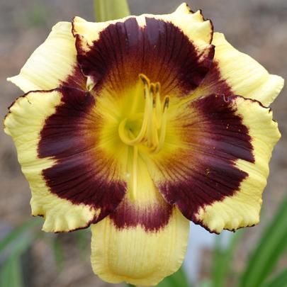 Forsyth Dark Eyes Blink DF L5A Lefever 2003 DAYLILY