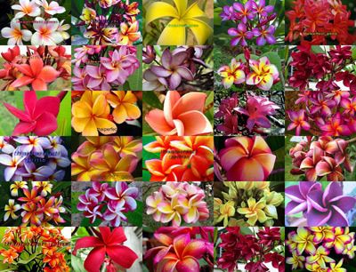 Plumeria Plants Flowers Mixed 30 Type Fresh 50 Seeds