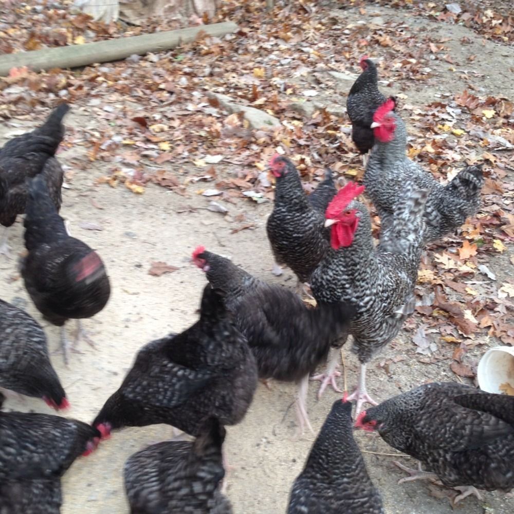  12 Cuckoo Marans Hatching Eggs