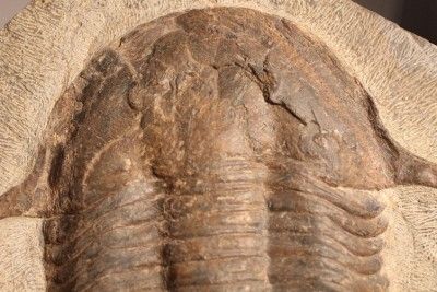 Asaphellus Stubbsi Trilobite Lower Ordovician Morocco