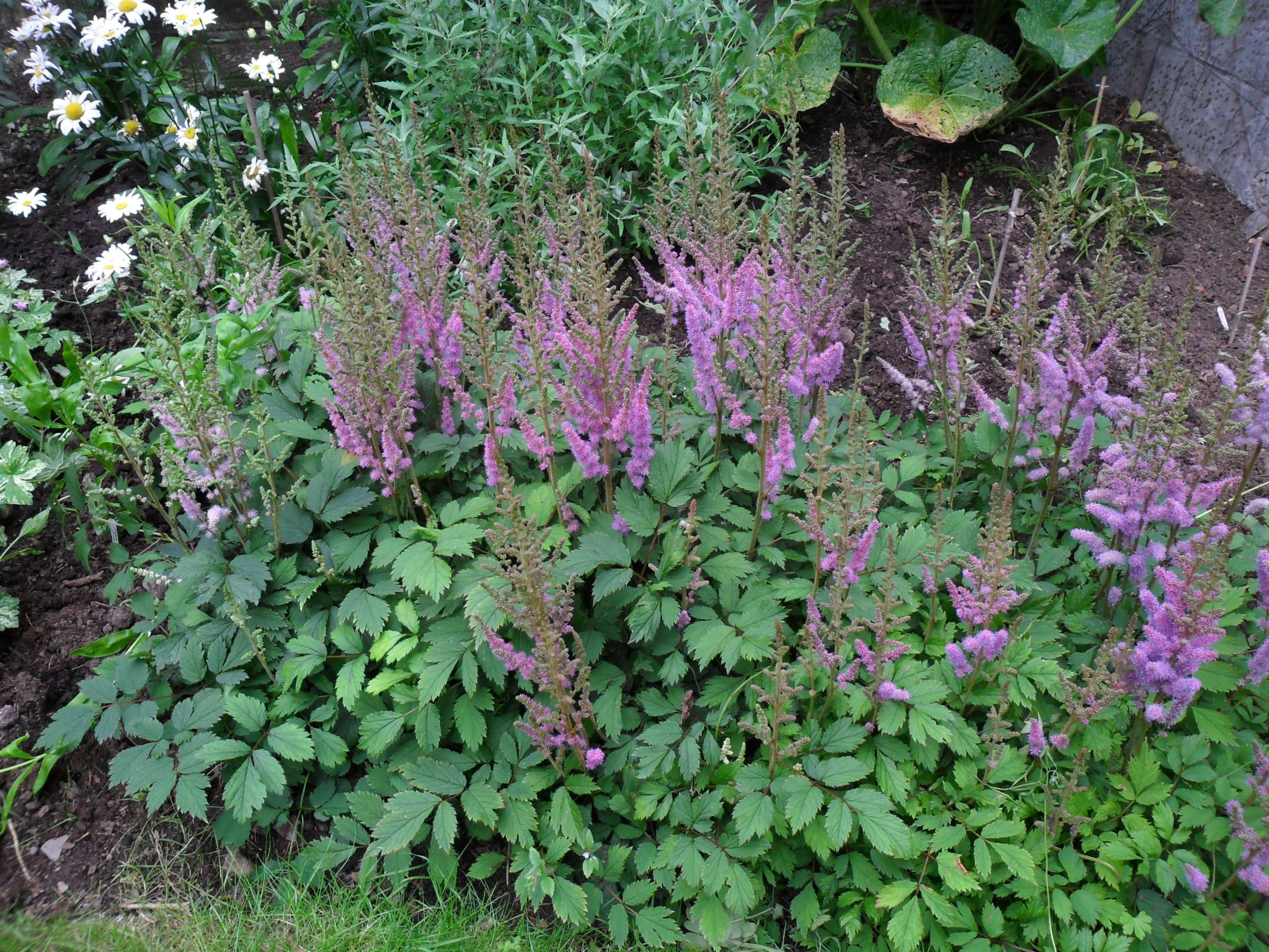  ASTILBE~PUMILA~PERENNIAL SHADE PLANT,DARK FOLIAGE,12 TALL FLOWERS