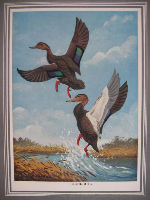 1947 Duck GOOSE Hunting Decoy Call Winchester Remington Prints HB DJ