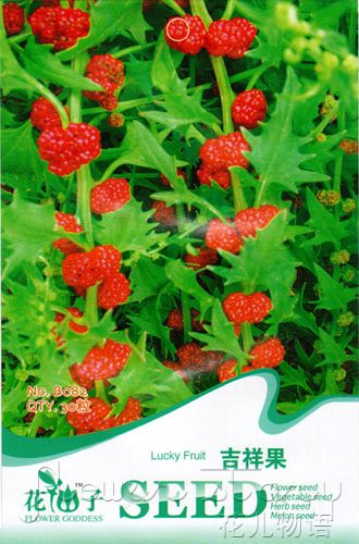 Pack 30 Fruit Seeds Lucky Fruit Seed Sweet Delicious Exquisite