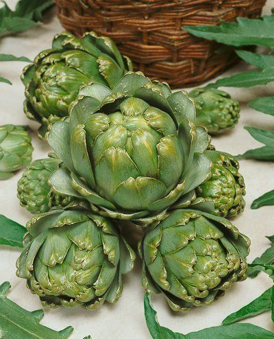 Vegetable Seeds Artichoke Green Globe Garden Seed