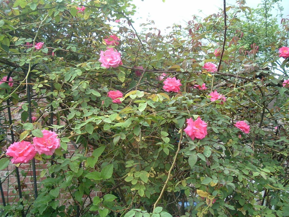 OLD GARDEN ROSE UNROOTED CUTTINGSOLD BLUSH L@@K