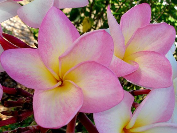 Plumeria Rubra Buds Cloud Pink Frangapani Fragrant Plant