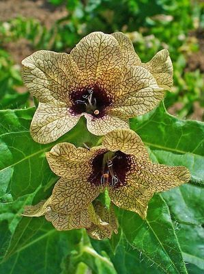 200 black henbane nightshade flower seeds comb sh time left