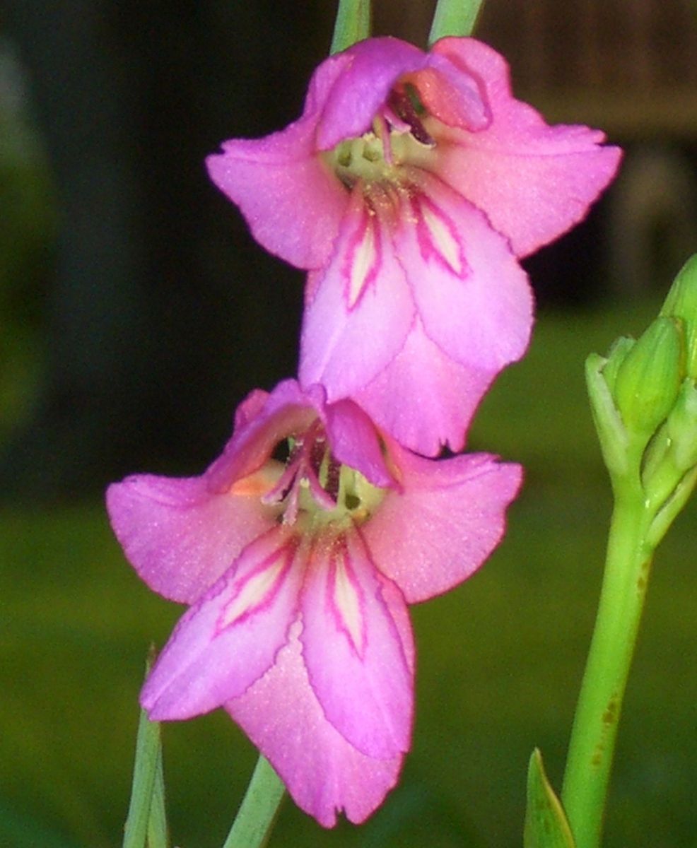 HARDY HUMMINGBIRD FLOWER Gladiolus Communis Byzantinus 10 BULBS