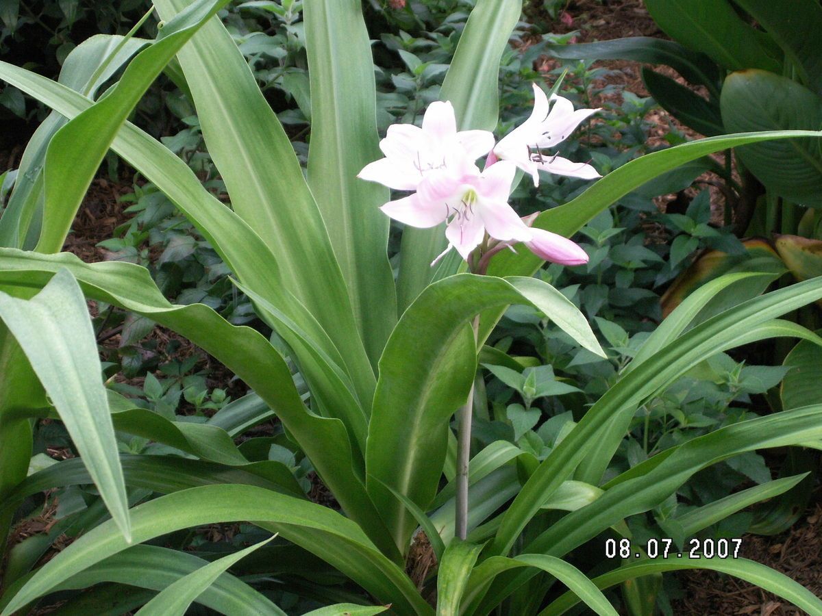 Three Crinum Lilies Milk and Honey Pink