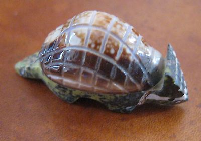 Zuni Pueblo Fetish, Armadillo with Marble and Shell, Unsigned