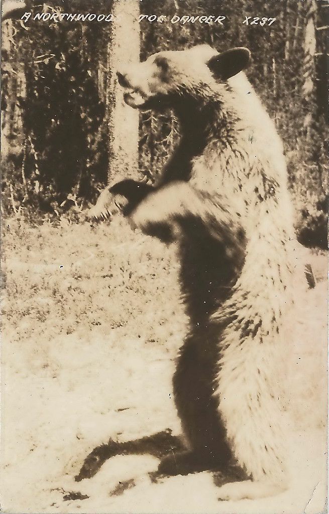 CEN Clare Harrison MI RPPC 1930 40s Bear at Spikehorn Meyer Bear Den