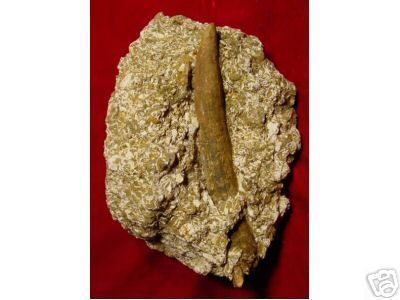 Fossil Tusk Desmostylus Hesperus Temblor FM DESTUSK4