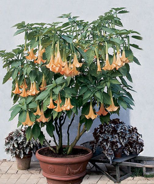  Trumpet ‘Charles Grimaldi’ Brugmansia Hybrid Seeds