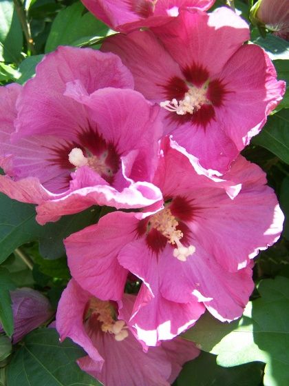 med hibiscus syriacus visoflora 4398