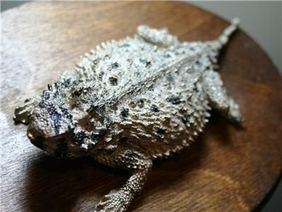 Texas Horny Toad Replica Mount Fiberglass TCU Fierce