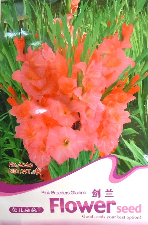  breeders gladioli scientific name gladiolus hybridus hort quality in