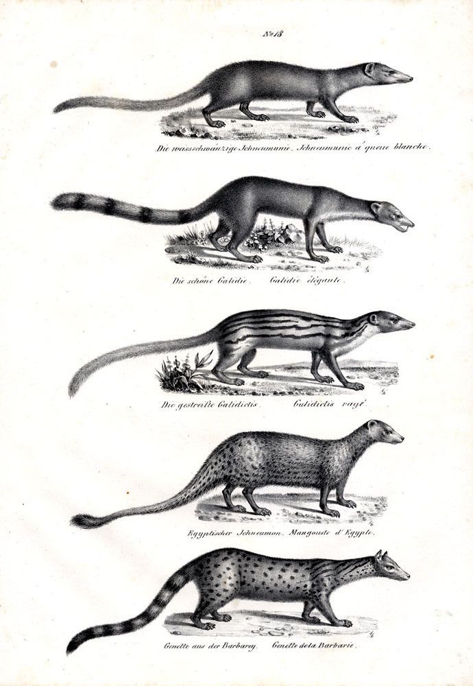 1840 SCHINZ Honegger Lithograph Mongooses