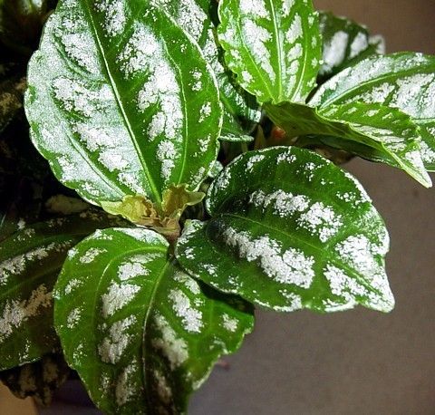 Aluminium Plant Pilea Cadierei Showy House Plant Potted