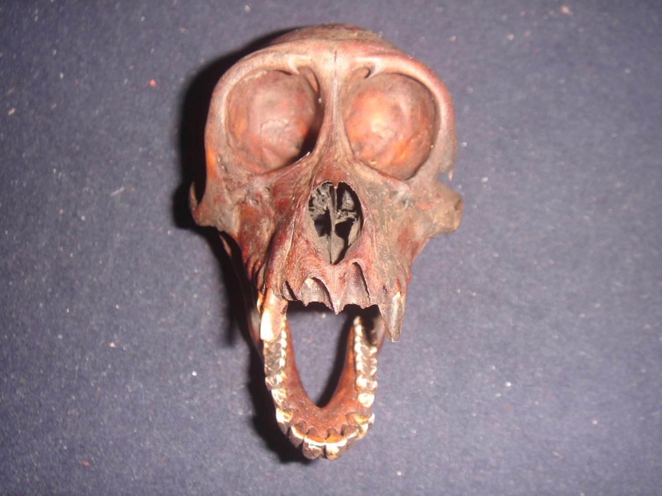 Philippines Macaque Macaca Monkey Skull Taxidermy A8
