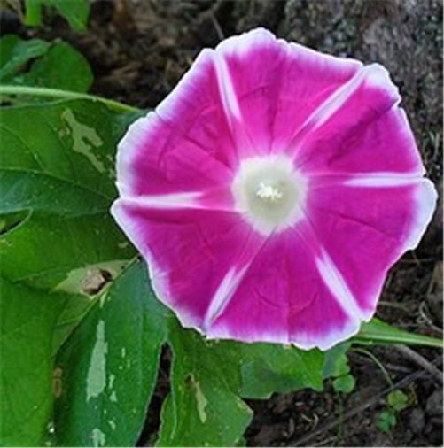 containers as a ground cover or as a traditional climber